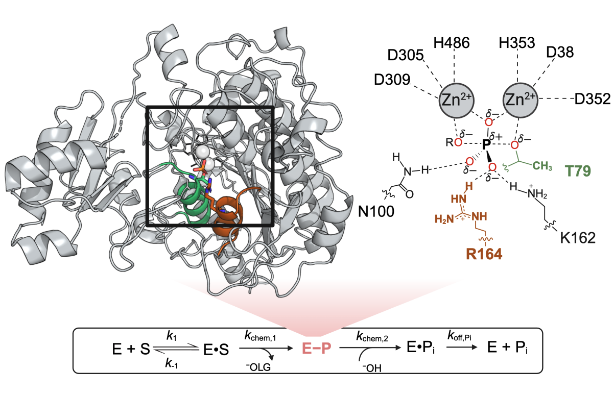 Enzyme Kinetics & RealKcat